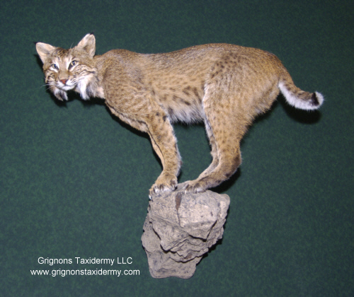 bobcat mount